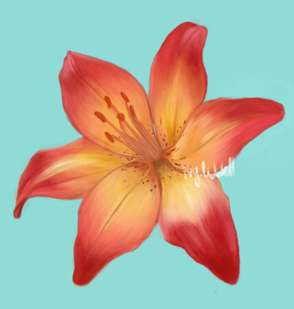 lily flower